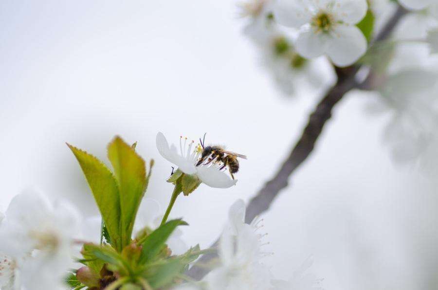 【蜂蜜禁忌】蜂蜜不能和什么食物一起吃 蜂蜜不能和什么食物一起吃