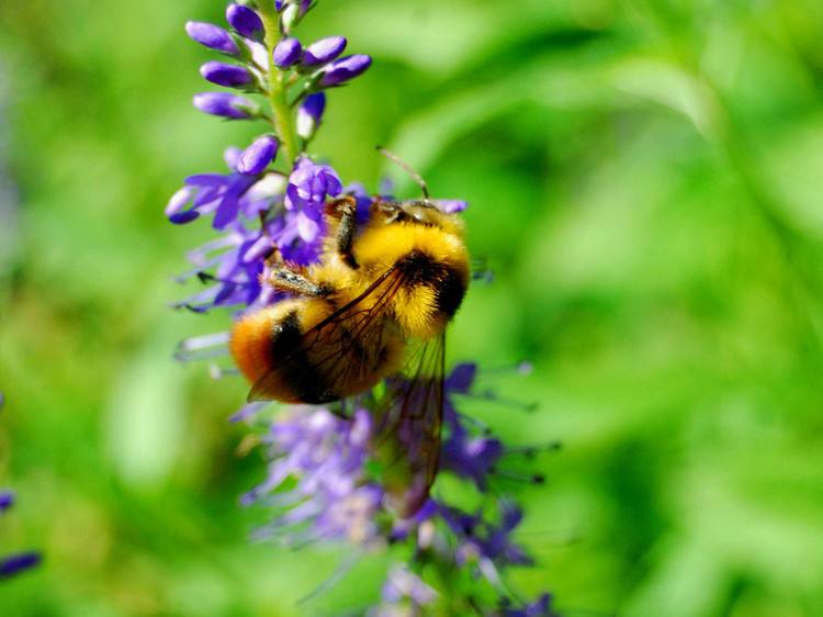 【蜂蜜禁忌】蜂蜜不能和什么食物一起吃 蜂蜜不能和什么食物一起吃