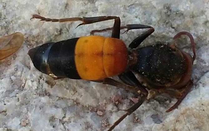 最毒的蜜蜂是哪種(世界上排名前十名的最毒的蜂) 最毒的蜜蜂是哪種(世界上排名前十名的最毒的蜂)