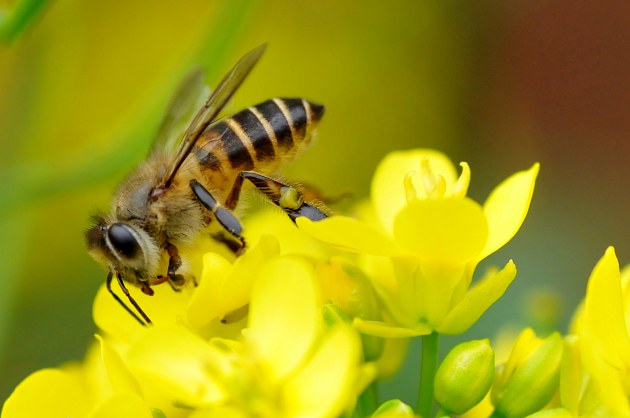 新手養(yǎng)蜂入門(mén)找野蜂(上山找野蜂技巧) 新手養(yǎng)蜂入門(mén)找野蜂(上山找野蜂技巧)