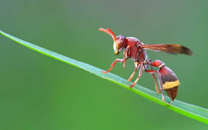 胡蜂怎么區分蜂王和雄蜂? 胡蜂