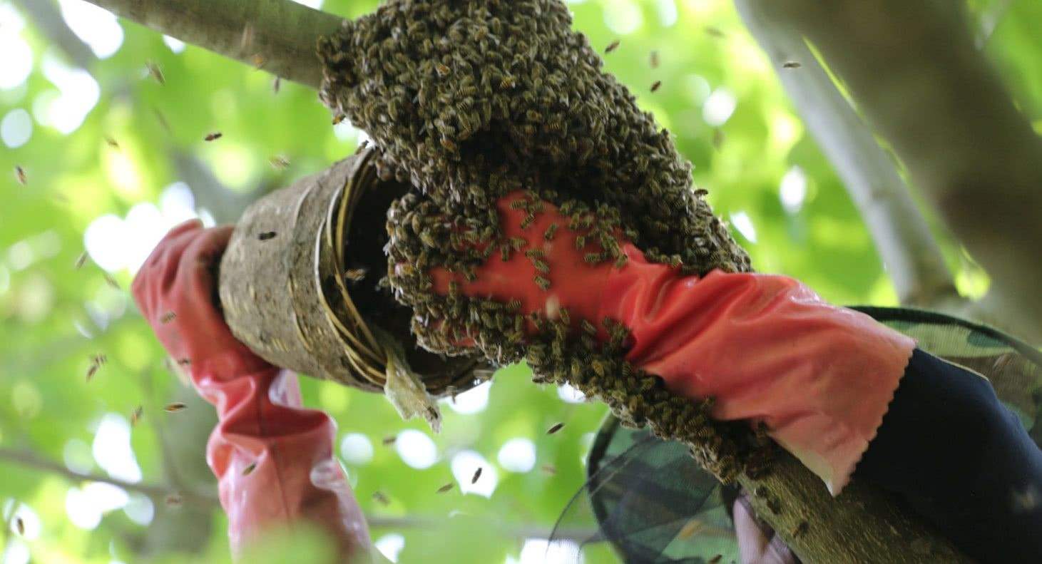 【蜜蜂養殖】為什么蜜蜂不蟄養蜂人? 蜜蜂為什么不蟄養蜂人
