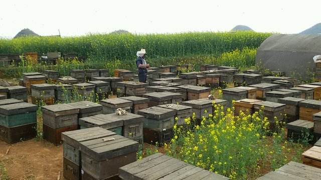 【蜜蜂養殖】為什么蜜蜂不蟄養蜂人? 蜜蜂為什么不蟄養蜂人