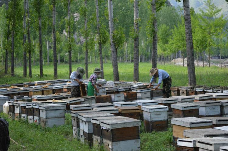 【蜜蜂養殖】為什么蜜蜂不蟄養蜂人? 蜜蜂為什么不蟄養蜂人
