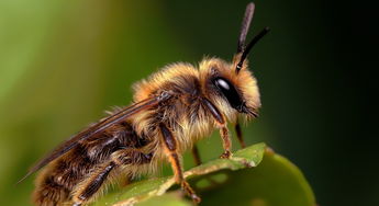 黃蜂吃什么東西作為食物(黃蜂吃什么) 黃蜂吃什么東西作為食物(黃蜂吃什么)