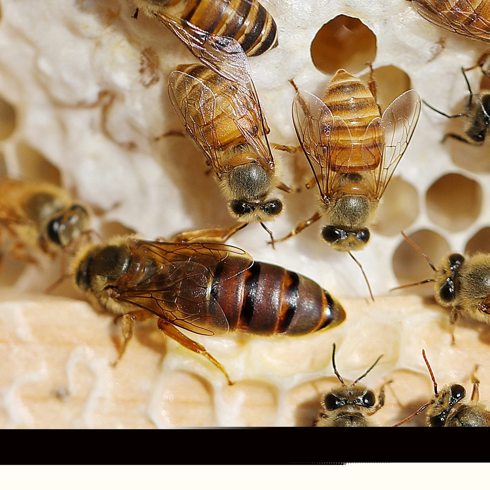 固定蜂場養(yǎng)中蜂好還是意蜂好(蜜蜂養(yǎng)殖,是固定養(yǎng)蜂好) 固定蜂場養(yǎng)中蜂好還是意蜂好(蜜蜂養(yǎng)殖,是固定養(yǎng)蜂好)