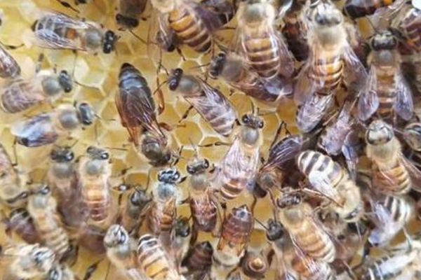 固定蜂場養(yǎng)中蜂好還是意蜂好(蜜蜂養(yǎng)殖,是固定養(yǎng)蜂好) 固定蜂場養(yǎng)中蜂好還是意蜂好(蜜蜂養(yǎng)殖,是固定養(yǎng)蜂好)