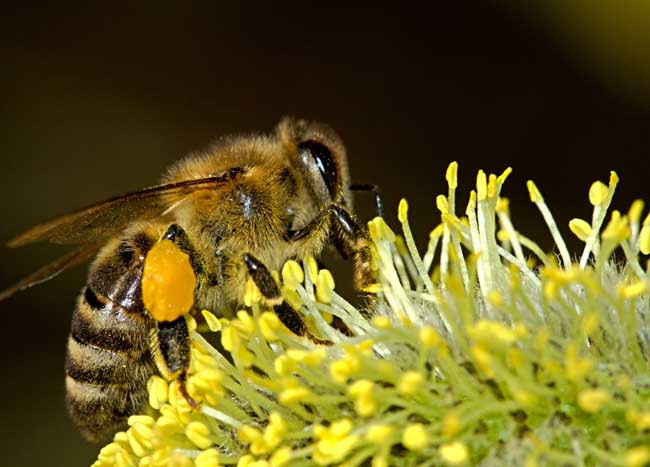 阿壩中蜂適合什么人養殖(哪些人不適合養蜂) 阿壩中蜂適合什么人養殖(哪些人不適合養蜂)
