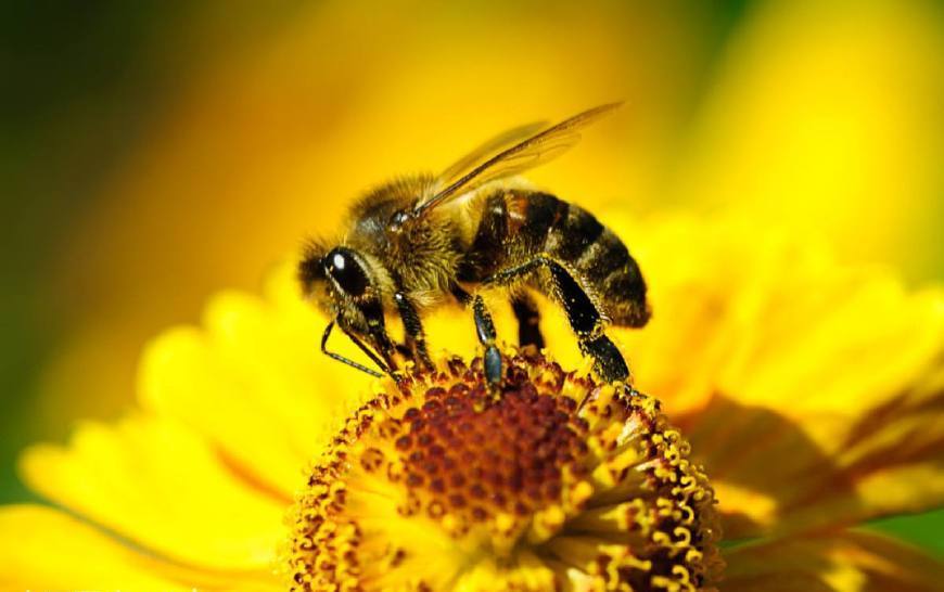吃蜂蛹過敏的癥狀(吃蜂蛹過敏怎么辦) 吃蜂蛹過敏的癥狀(吃蜂蛹過敏怎么辦)
