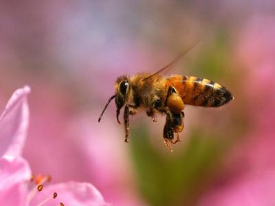 松丹一號種蜂生產(chǎn)性能(蜜型蜂王的特性) 松丹一號種蜂生產(chǎn)性能(蜜型蜂王的特性)