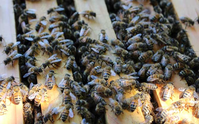 蜂王什么時候停止產卵(冬天蜂王為什么停止產卵) 蜂王什么時候停止產卵(冬天蜂王為什么停止產卵)