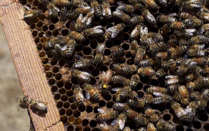 蜂王什么時候停止產卵(冬天蜂王為什么停止產卵) 蜂王什么時候停止產卵(冬天蜂王為什么停止產卵)