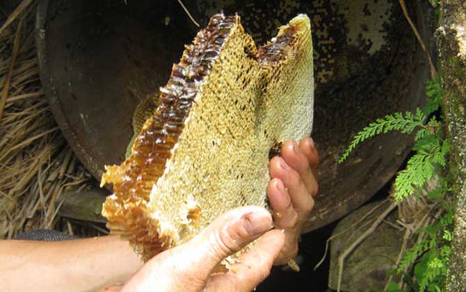 買的野生蜂蜜有保質期嗎(野生蜂蜜保質期有多久) 買的野生蜂蜜有保質期嗎(野生蜂蜜保質期有多久)