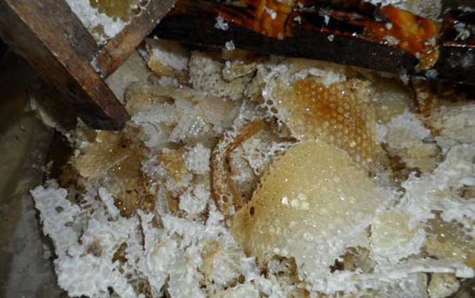 買的野生蜂蜜有保質期嗎(野生蜂蜜保質期有多久) 買的野生蜂蜜有保質期嗎(野生蜂蜜保質期有多久)