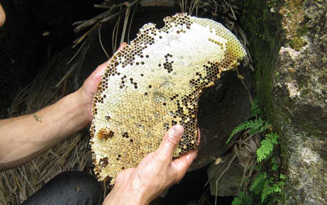 買的野生蜂蜜有保質期嗎(野生蜂蜜保質期有多久) 買的野生蜂蜜有保質期嗎(野生蜂蜜保質期有多久)