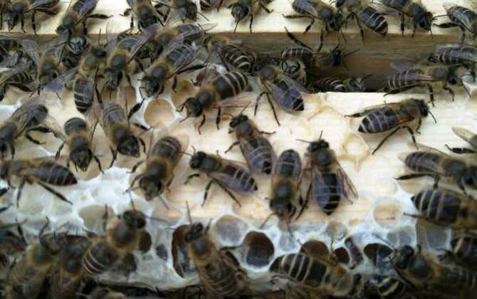 阿壩中蜂原種活體多少錢(qián)一群（阿壩中蜂原種如何購(gòu)買）