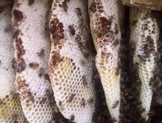 野生蜂蜜什么時候采集(野生蜜蜂什么時候取蜜最好) 野生蜂蜜什么時候采集(野生蜜蜂什么時候取蜜最好)