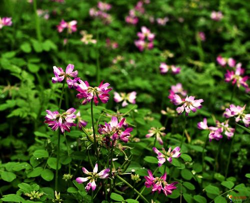 紫云英蜂蜜適合什么人(適合紫云英蜂蜜的幾大人群) 紫云英蜂蜜適合什么人(適合紫云英蜂蜜的幾大人群)