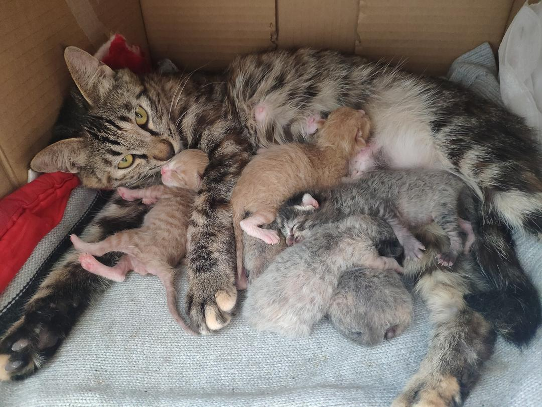 貓在發情期時，為什么會發出嚎叫聲？