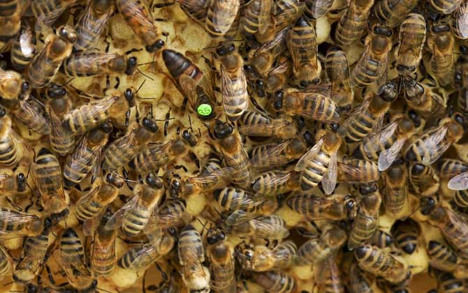 秋繁蜜蜂的養(yǎng)殖方法和注意事項（蜜蜂秋繁的最佳時間及注意事項）