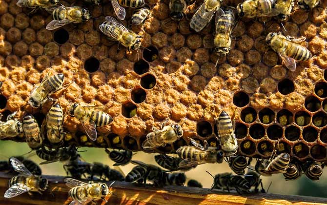 秋繁蜜蜂的養(yǎng)殖方法和注意事項（蜜蜂秋繁的最佳時間及注意事項）