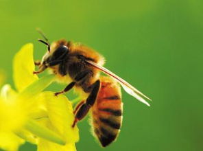 蜜蜂種蜂場如何申請(如何申報地區種蜂場) 蜜蜂種蜂場如何申請(如何申報地區種蜂場)