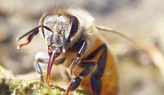 大蜂場(chǎng)怎樣控制蜂王逃跑(養(yǎng)蜂防止蜂王逃跑的四大秘訣) 大蜂場(chǎng)怎樣控制蜂王逃跑(養(yǎng)蜂防止蜂王逃跑的四大秘訣)