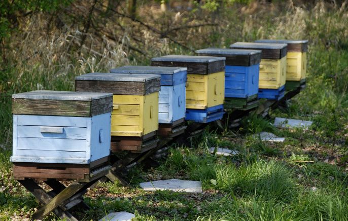 多少脾蜂才能分蜂(中蜂養殖,如何給蜜蜂分蜂) 多少脾蜂才能分蜂(中蜂養殖,如何給蜜蜂分蜂)