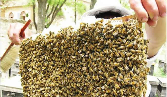 蜂蜜什么時(shí)候取最合適