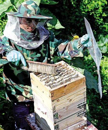 不取蜂蜜對(duì)蜜蜂好不好(中蜂養(yǎng)殖,多久取一次蜂蜜) 不取蜂蜜對(duì)蜜蜂好不好(中蜂養(yǎng)殖,多久取一次蜂蜜)