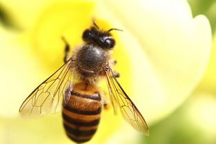 養(yǎng)殖蜜蜂需要什么設(shè)備(蜜蜂養(yǎng)殖都有哪些工具) 養(yǎng)殖蜜蜂需要什么設(shè)備(蜜蜂養(yǎng)殖都有哪些工具)