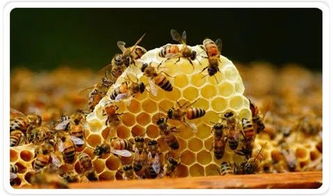 阿壩中蜂個體是中蜂中最大的嗎(阿壩蜜蜂個頭比中蜂大還是小) 阿壩中蜂個體是中蜂中最大的嗎(阿壩蜜蜂個頭比中蜂大還是小)