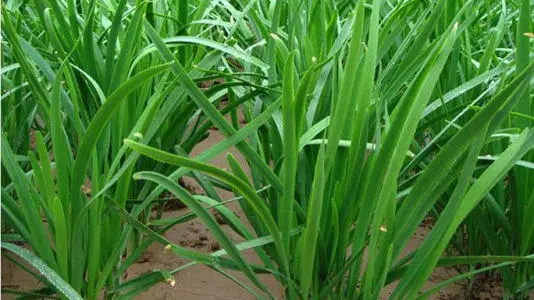 吃蜂蜜能提高男人性功能嗎(哪些食物能提高男性性功能) 吃蜂蜜能提高男人性功能嗎(哪些食物能提高男性性功能)