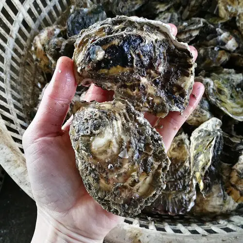 吃蜂蜜能提高男人性功能嗎(哪些食物能提高男性性功能) 吃蜂蜜能提高男人性功能嗎(哪些食物能提高男性性功能)