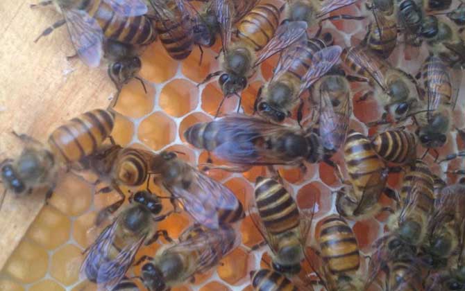 介王多久才放出來(lái)蜂王(介王一般幾天可以放王) 介王多久才放出來(lái)蜂王(介王一般幾天可以放王)