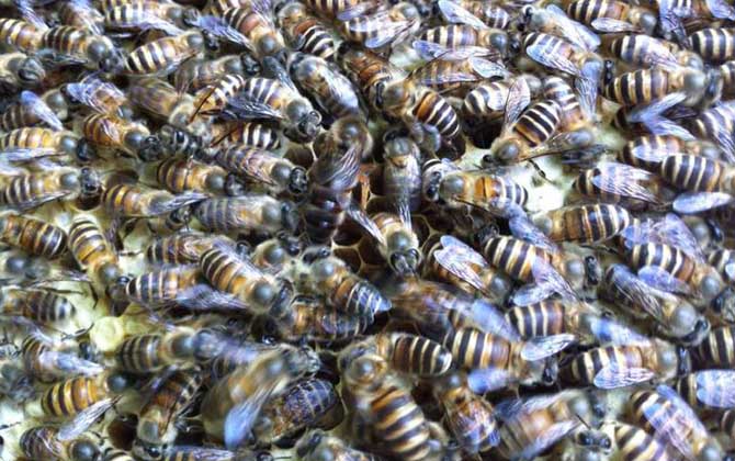 介王多久才放出來(lái)蜂王(介王一般幾天可以放王) 介王多久才放出來(lái)蜂王(介王一般幾天可以放王)