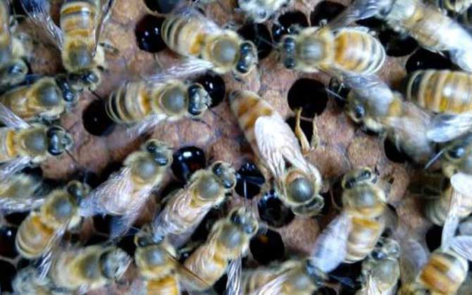 介王多久才放出來(lái)蜂王(介王一般幾天可以放王) 介王多久才放出來(lái)蜂王(介王一般幾天可以放王)