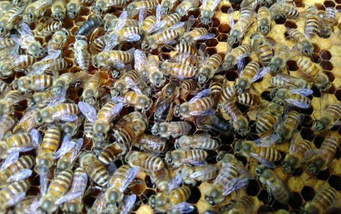 介王多久才放出來(lái)蜂王(介王一般幾天可以放王) 介王多久才放出來(lái)蜂王(介王一般幾天可以放王)