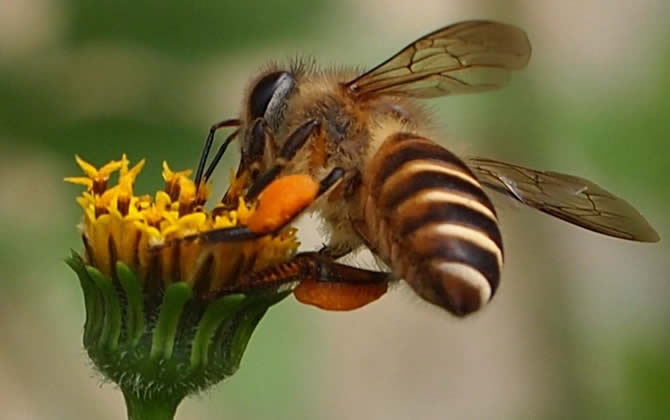 養100箱蜜蜂要多少資金？