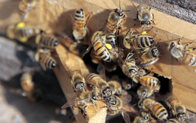 養100箱蜜蜂要多少資金？