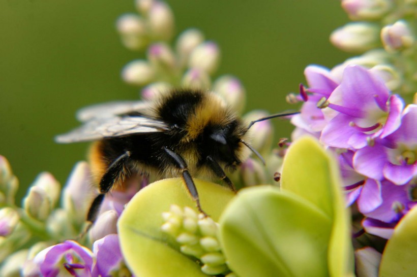 新手養(yǎng)蜂怎么割蜜(土養(yǎng)蜜蜂怎么割蜜) 新手養(yǎng)蜂怎么割蜜(土養(yǎng)蜜蜂怎么割蜜)