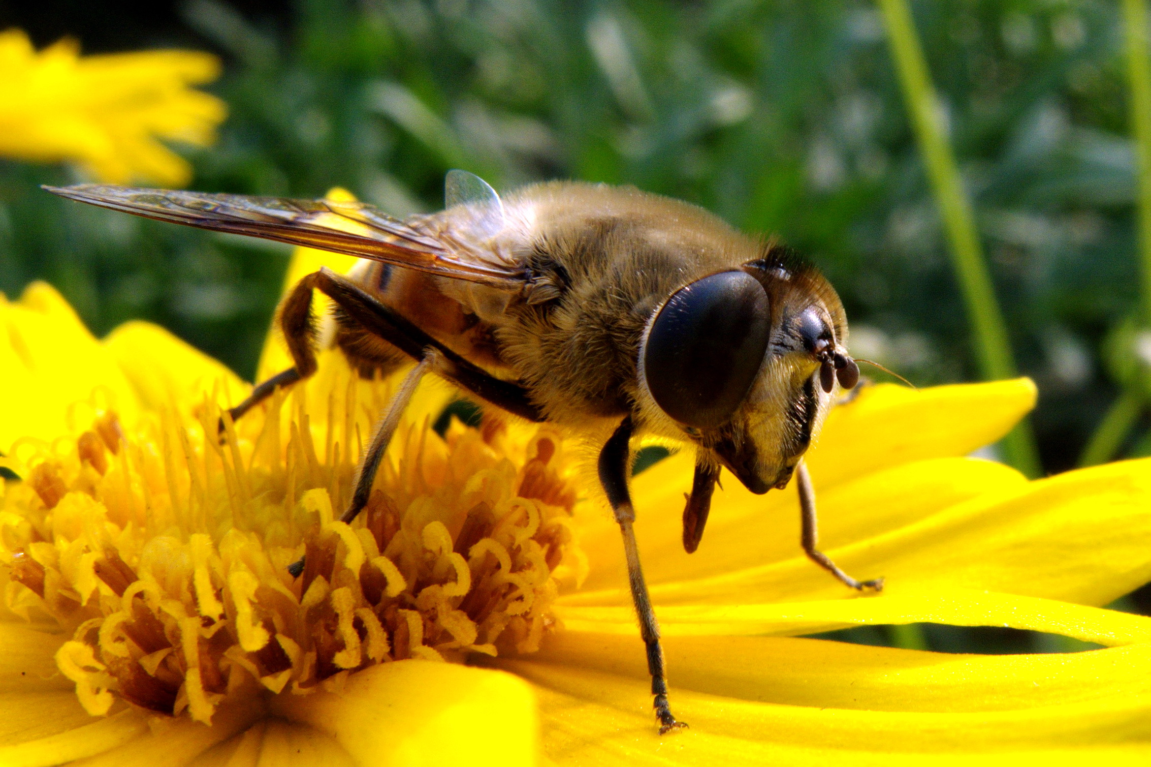 工蜂產卵的蜂脾怎么處理(中蜂交尾群失王工蜂產卵后巢脾的處理) 工蜂產卵的蜂脾怎么處理(中蜂交尾群失王工蜂產卵后巢脾的處理)