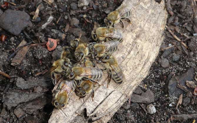 養(yǎng)殖蜜蜂為什么難賺到錢(養(yǎng)蜂賺錢么) 養(yǎng)殖蜜蜂為什么難賺到錢(養(yǎng)蜂賺錢么)