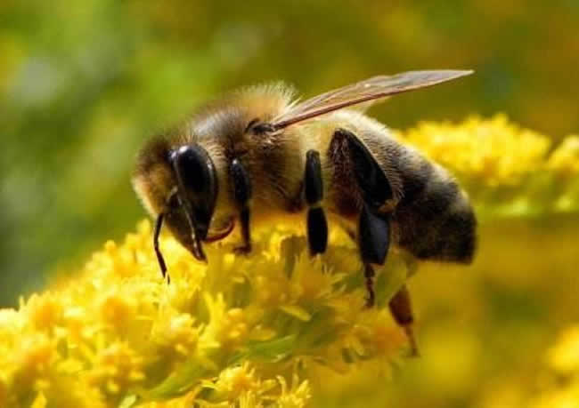 哪些人不適合養蜜蜂？