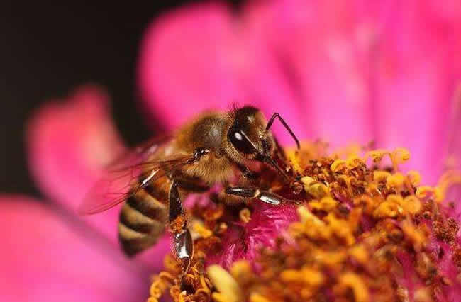 哪些人不適合養蜜蜂？