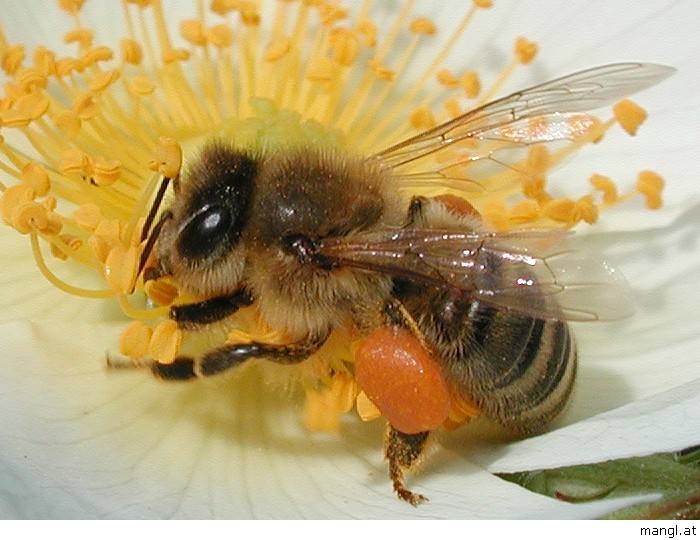 哪些人不適合養蜜蜂？