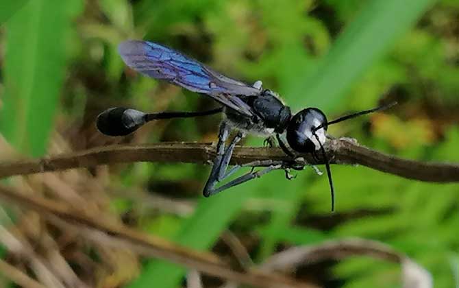 細(xì)腰蜂有什么危害(家里有細(xì)腰蜂是怎么回事) 細(xì)腰蜂有什么危害(家里有細(xì)腰蜂是怎么回事)