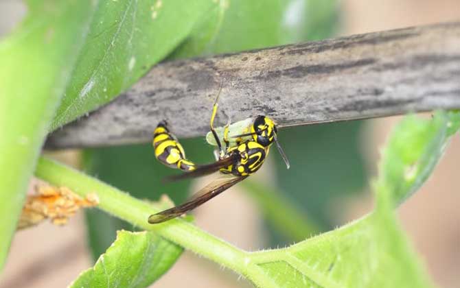 細(xì)腰蜂有什么危害(家里有細(xì)腰蜂是怎么回事) 細(xì)腰蜂有什么危害(家里有細(xì)腰蜂是怎么回事)