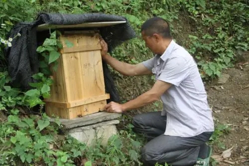 蜂箱之間的距離多少合適 蜂箱之間的距離多少合適