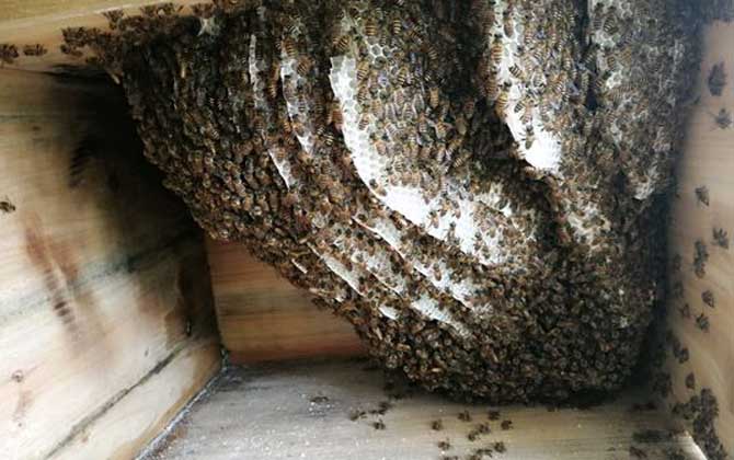 新蜂箱有味道怎么處理(新蜂箱的氣味怎么處理) 新蜂箱有味道怎么處理(新蜂箱的氣味怎么處理)